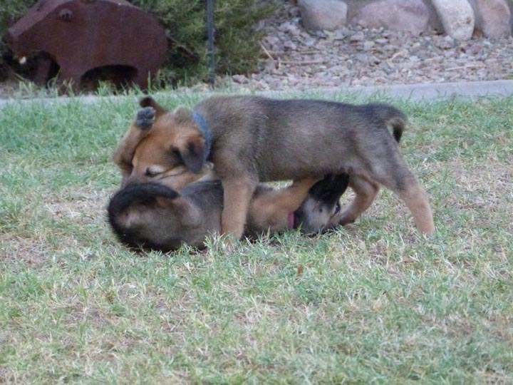 chinook dog